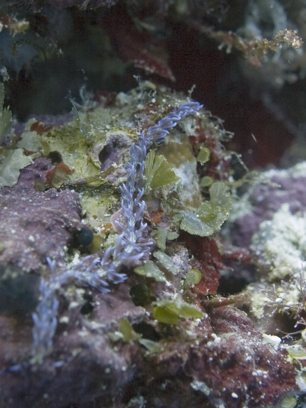 Nudibranch, Hanging Garden